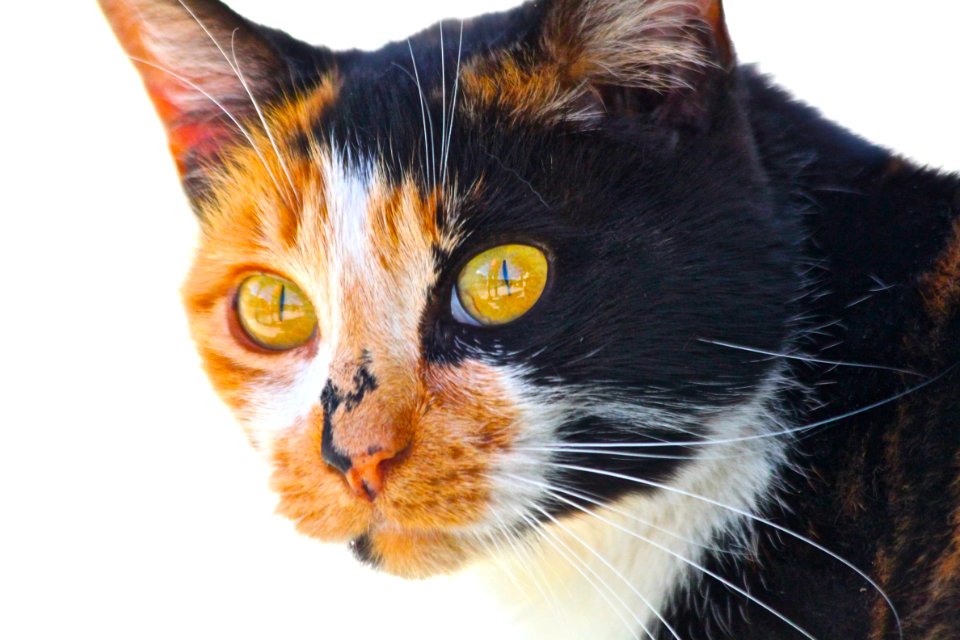 Cat Whiskers Small To Medium Sized Cats Fauna