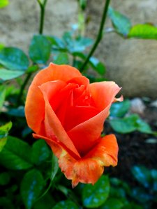 Rose Flower Rose Family Garden Roses