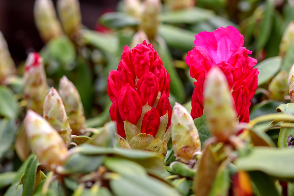 Plant Flower Pink Flowering Plant