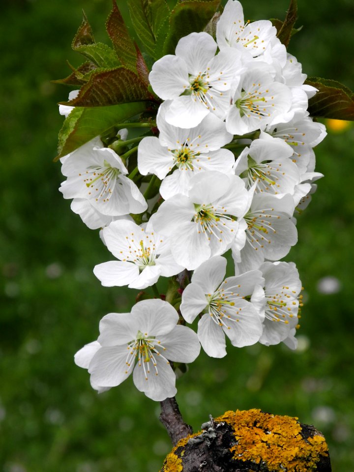 Flower Blossom Spring Cherry Blossom