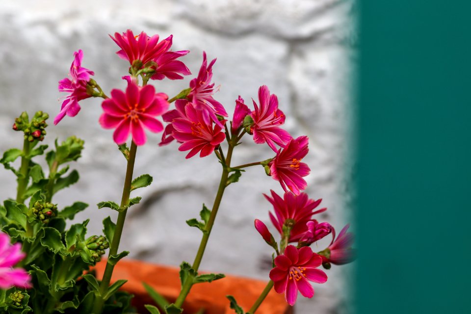 Flower Plant Pink Flora