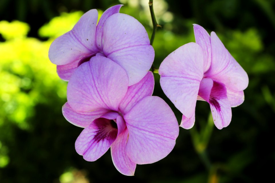 Flower Plant Pink Flora