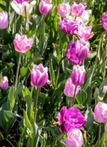 Plant Flower Tulip Flowering Plant photo