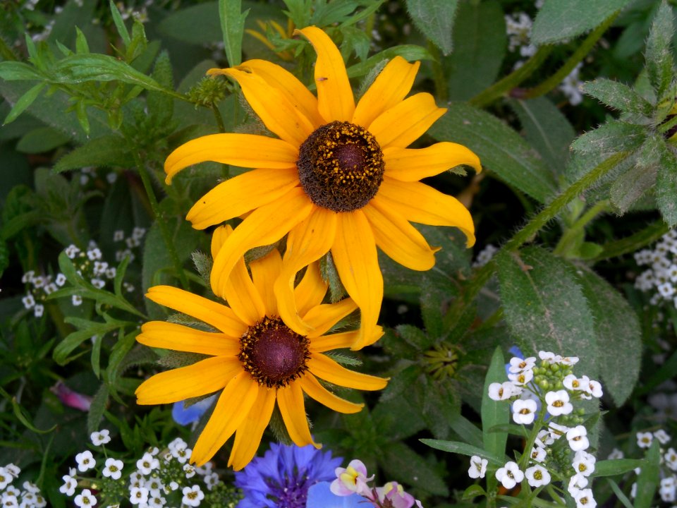 Flower Plant Flora Daisy Family