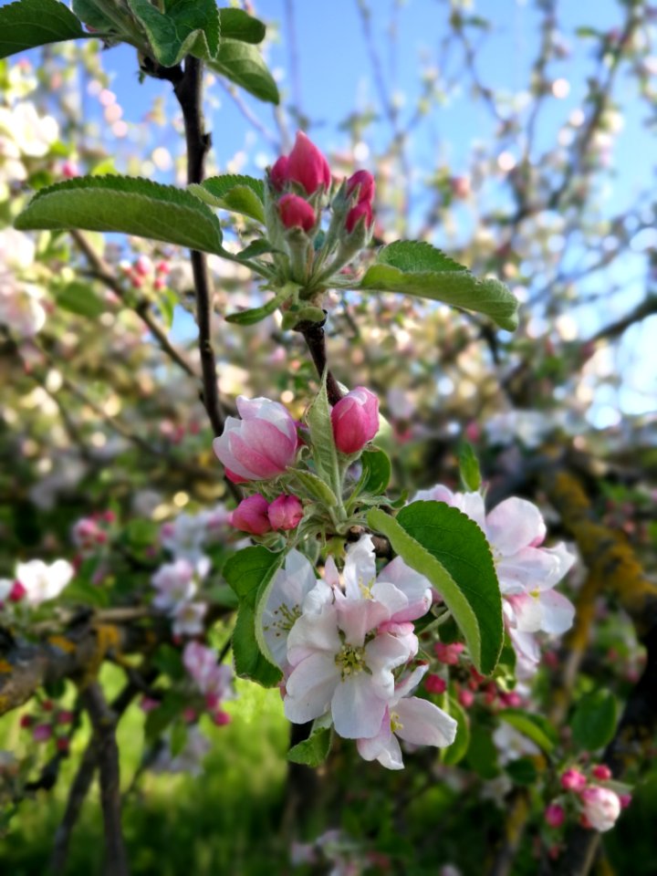 Plant Blossom Spring Prunus