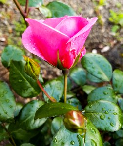 Flower Plant Rose Family Flora photo