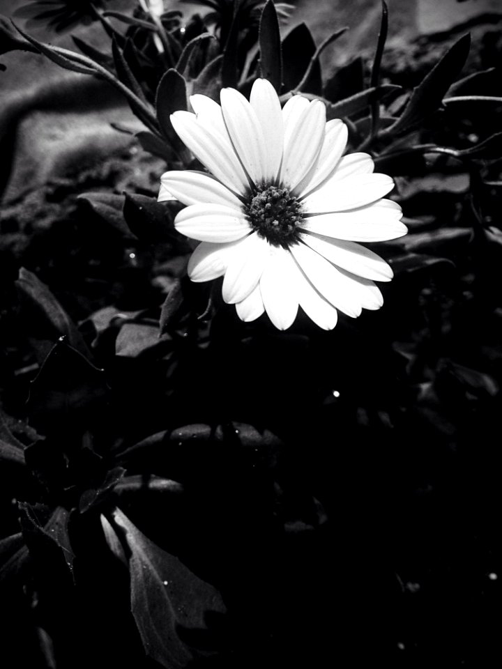 Flower White Flora Black And White