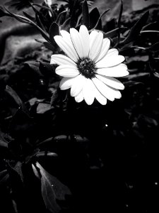 Flower White Flora Black And White photo