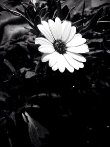 Flower White Flora Black And White