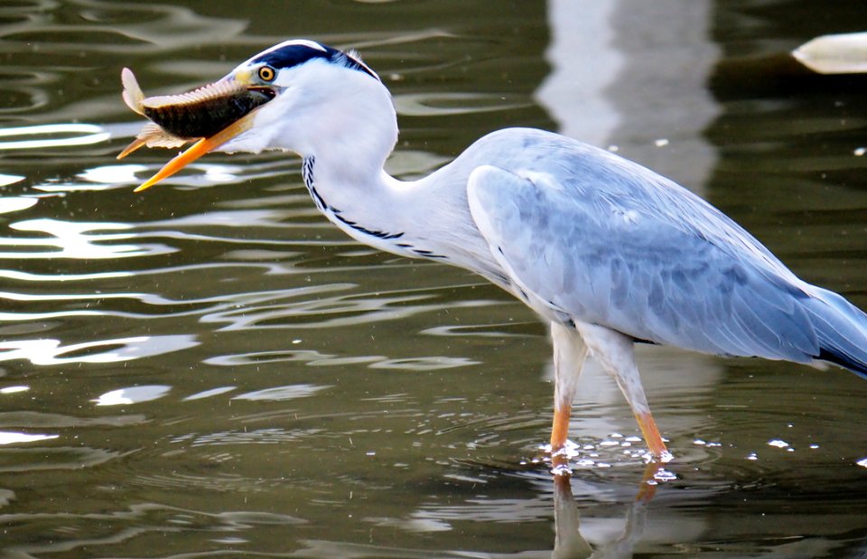Bird Beak Heron Fauna