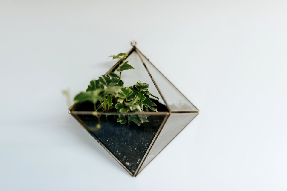 Tetragonal Glass Terrarium On White Floor