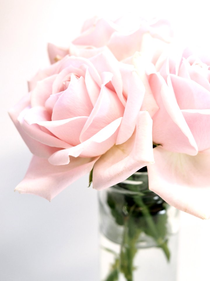 Close-up Photography Of Roses