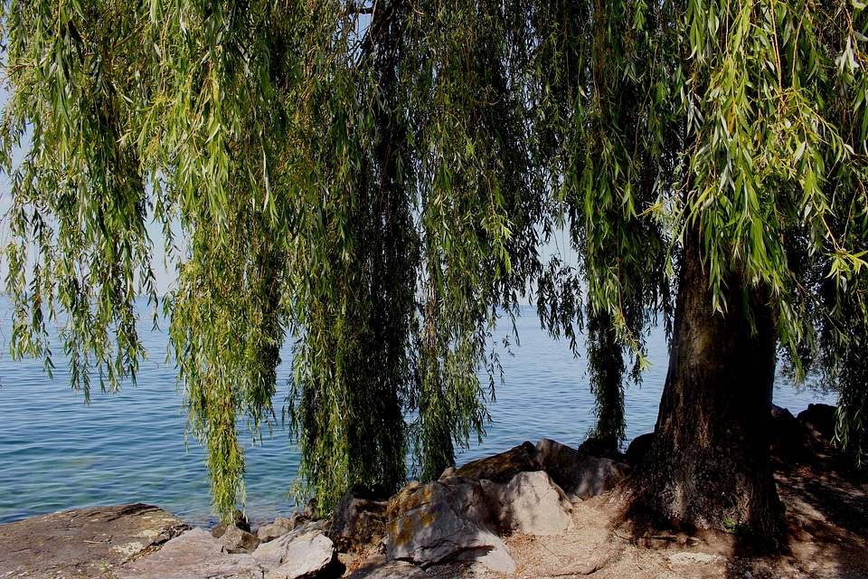 Lake bank stones photo