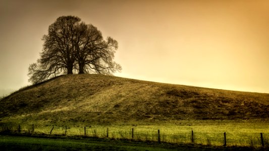 Silhouette Of Tree On Top Of The Hill photo