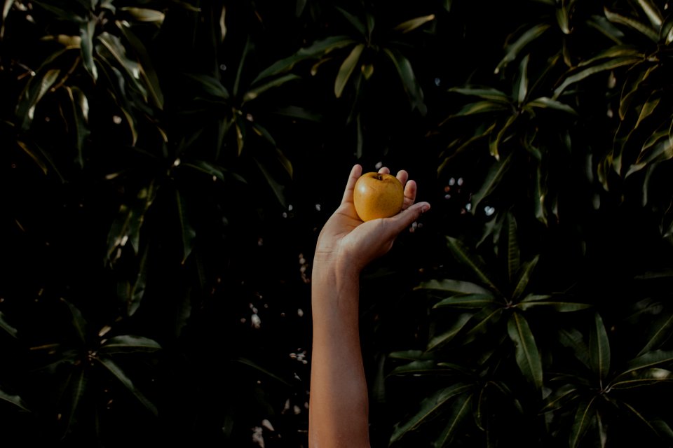 Person Holding Round Yellow Fruit