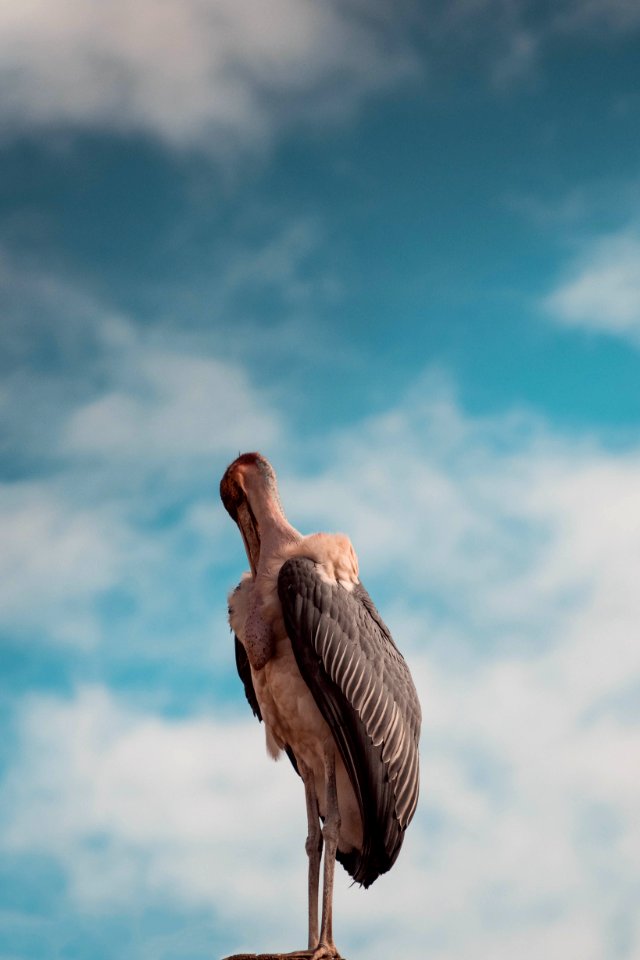 Large Black And Beige Bird