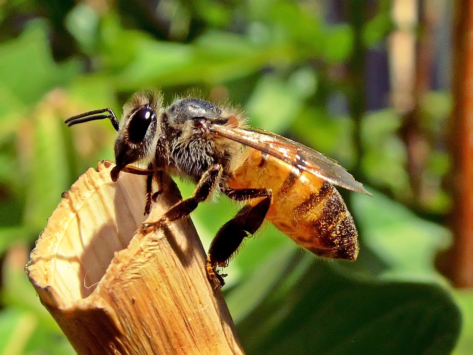 Garden nature insect