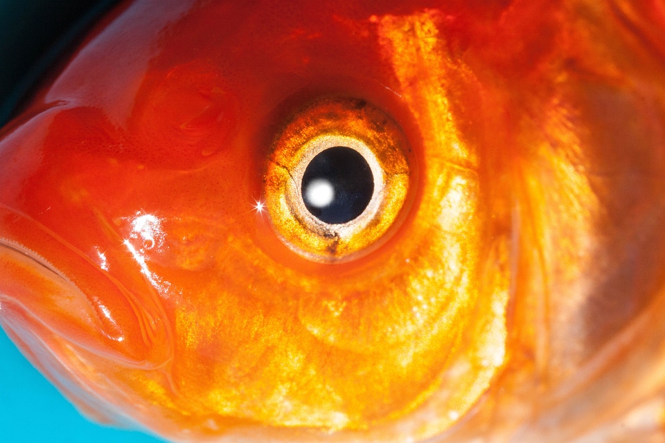Karpfenfisch cyprinidae gold