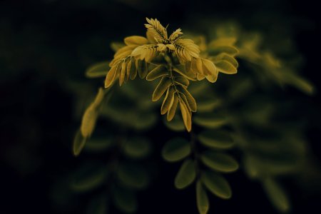 Shallow Focus Photography Of Yellow Leafed Plant photo