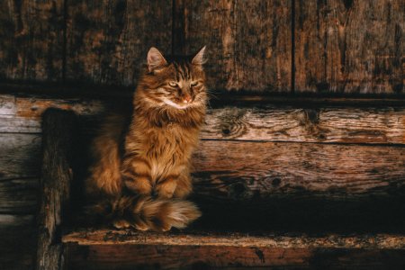 Photo Of Brown Persian Cat On Ladder photo