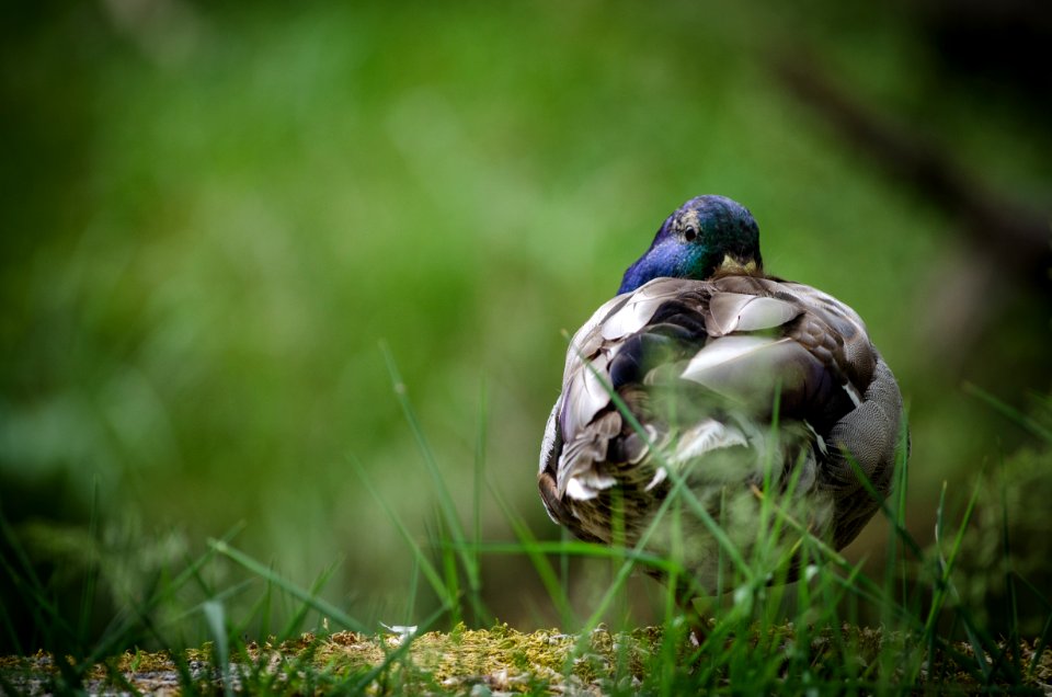 Shallow Focus Photography Of Gray And Blue Bird