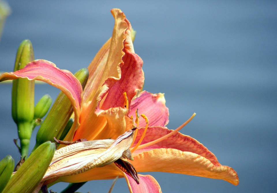 Plant natural blossom