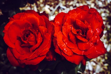 Two Red Flowers photo