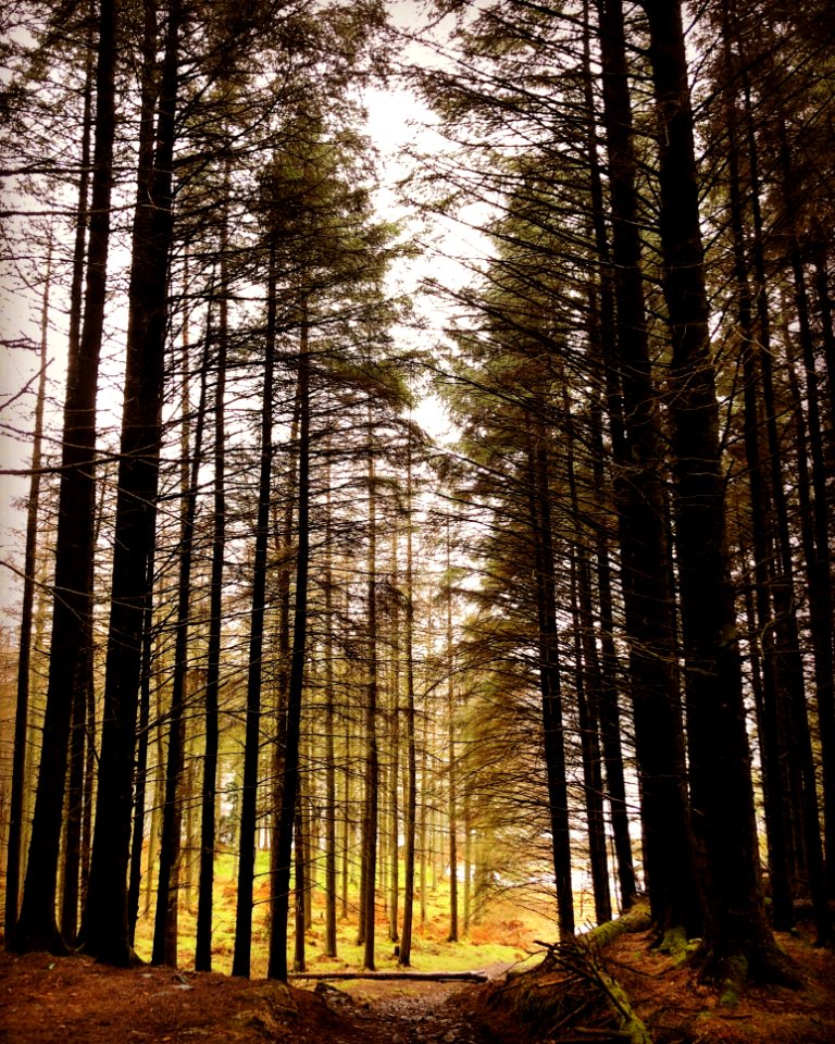 Nature Forest Ecosystem Woodland