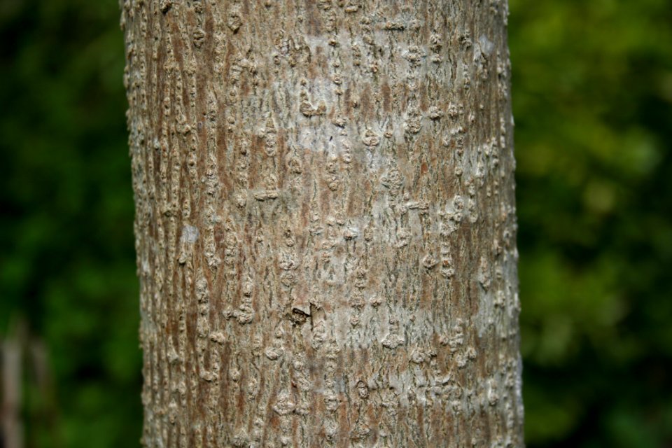Tree Trunk Wood Branch