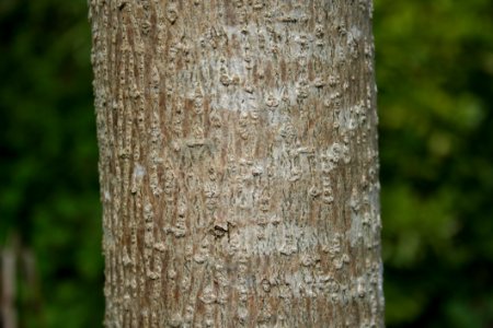 Tree Trunk Wood Branch photo