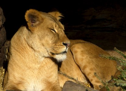 Lion Wildlife Terrestrial Animal Mammal