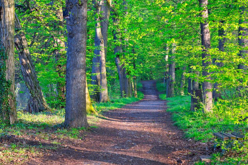 Woodland Nature Path Ecosystem