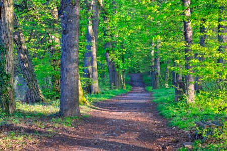 Woodland Nature Path Ecosystem
