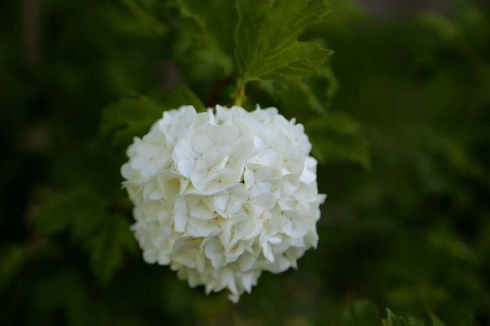 Flower White Viburnum Plant