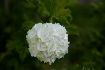 Flower White Viburnum Plant