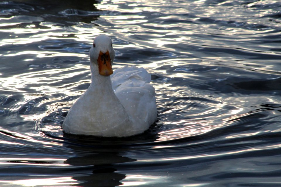 Bird Water Water Bird Duck