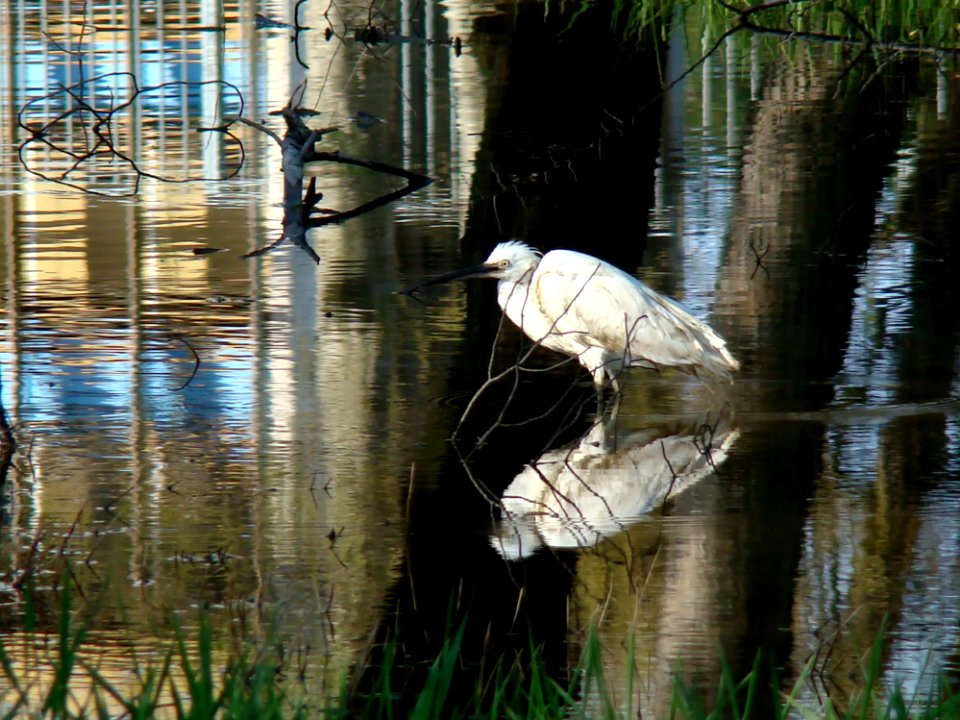 Water Reflection Fauna Bird