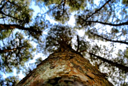 Tree Branch Woody Plant Trunk photo