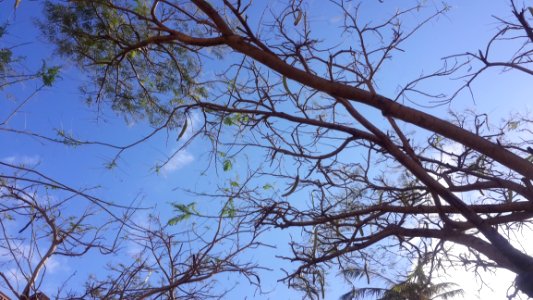 Branch Tree Sky Woody Plant