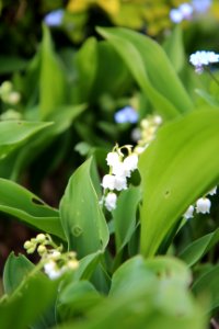 Plant Flower Leaf Flora