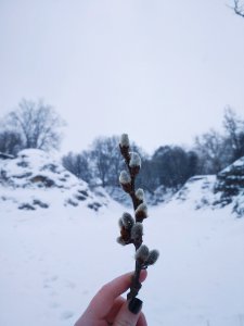 Snow Winter Tree Freezing