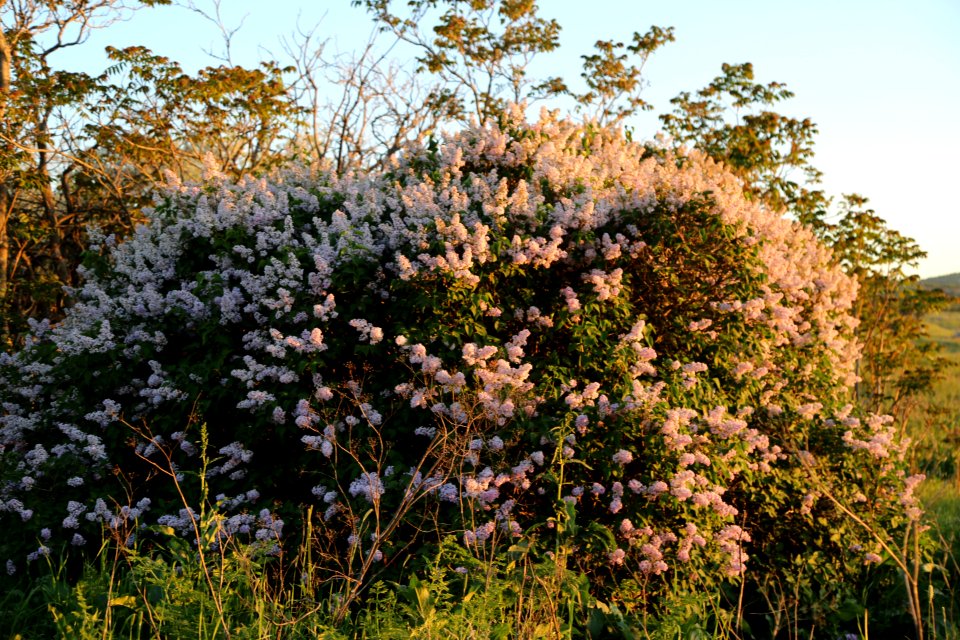 Plant Flora Vegetation Flower