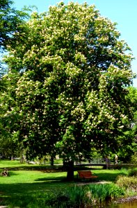 Tree Plant Nannyberry Evergreen