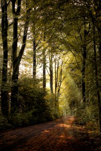 Woodland Nature Forest Path photo
