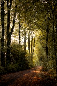 Woodland Nature Forest Path