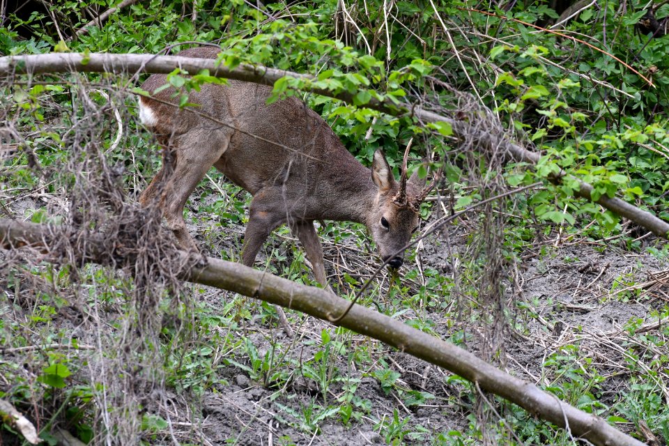 Wildlife Fauna Mammal Nature Reserve