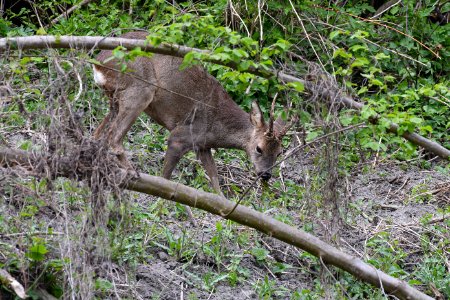 Wildlife Fauna Mammal Nature Reserve