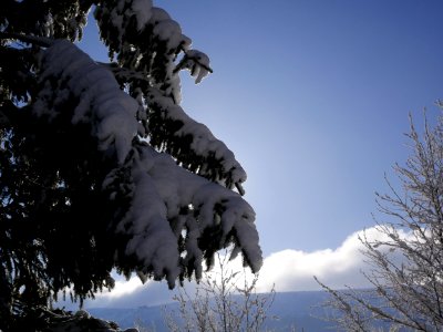 Sky Winter Tree Snow photo