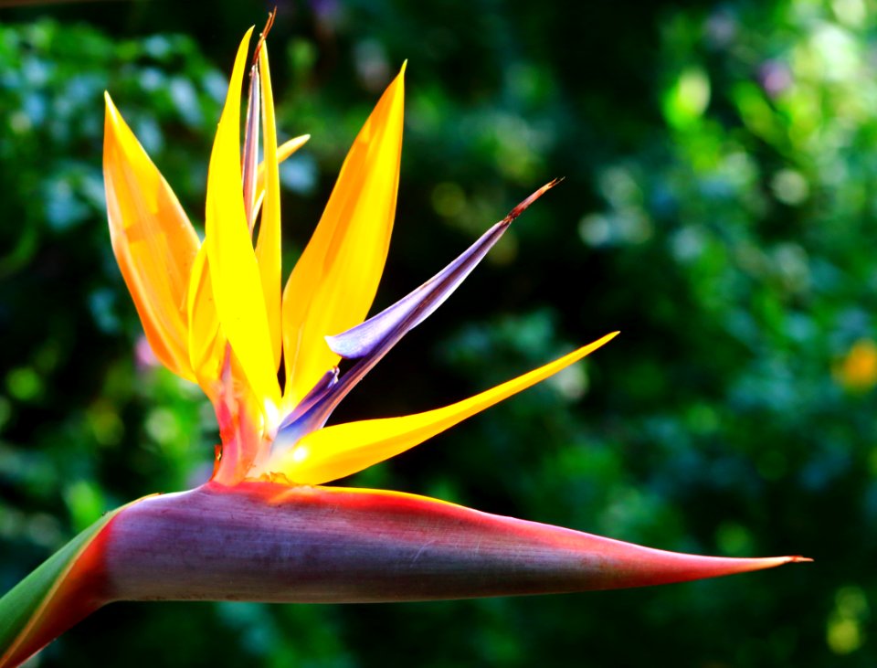 Flora Plant Flower Vegetation