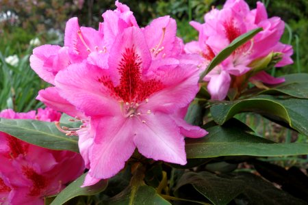 Flower Plant Flowering Plant Shrub